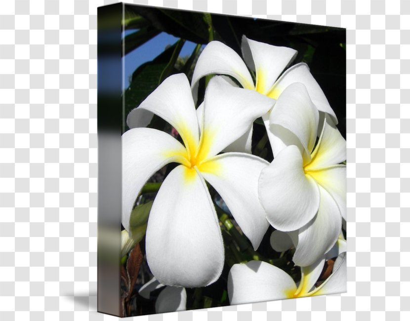 Flower Floral Design Floristry Gallery Wrap - Flora - Plumeria Transparent PNG