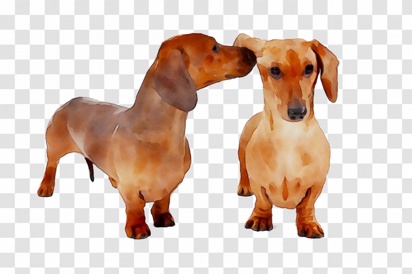 Dachshund Puppy Dog Breed Companion Snout - Hound Transparent PNG