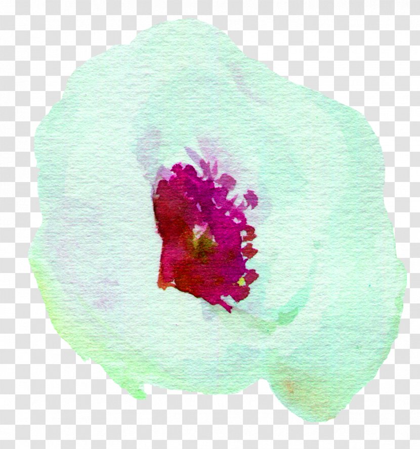 Watercolor Painting Petal White - Flower Transparent PNG