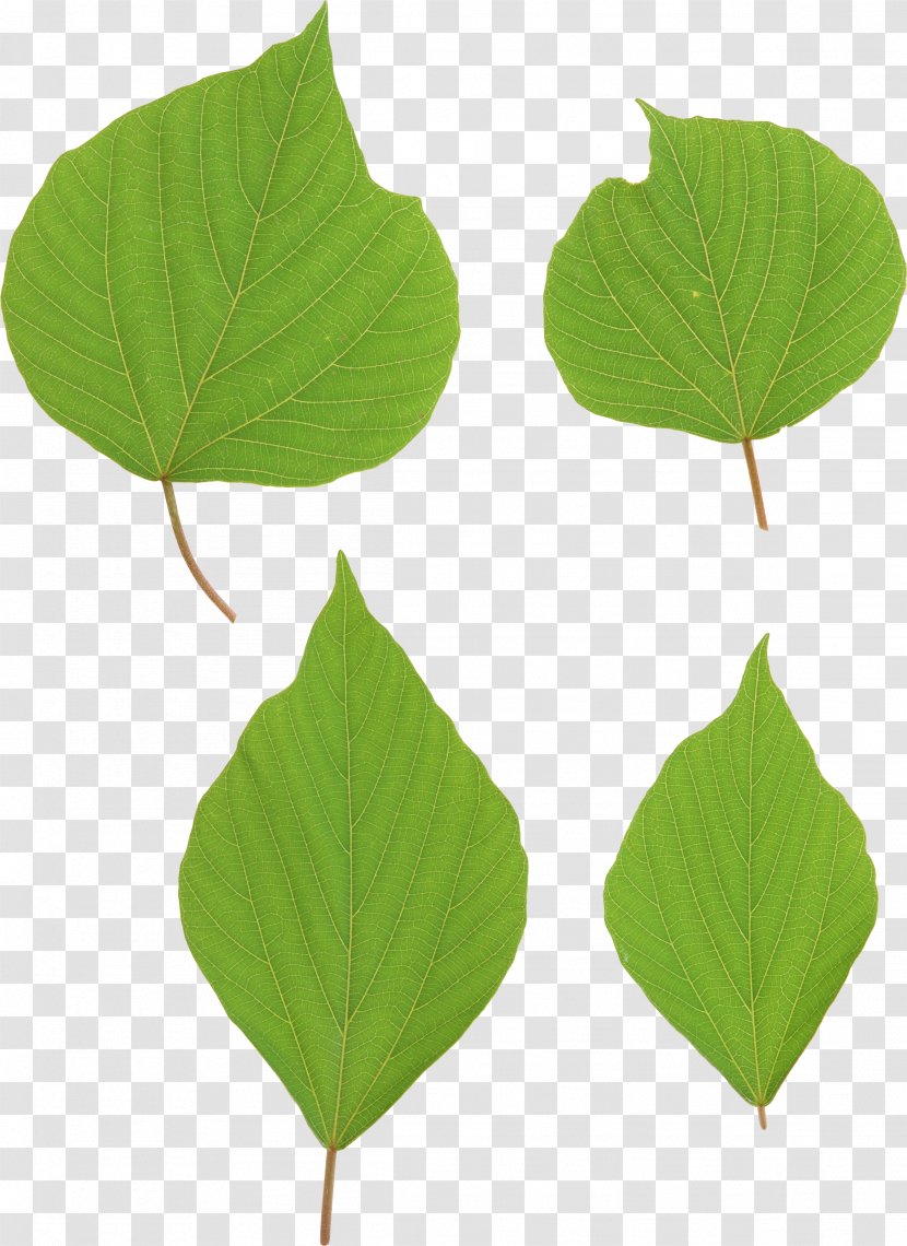 Leaf Clip Art - Plant Stem - Green Leaves Picture Transparent PNG