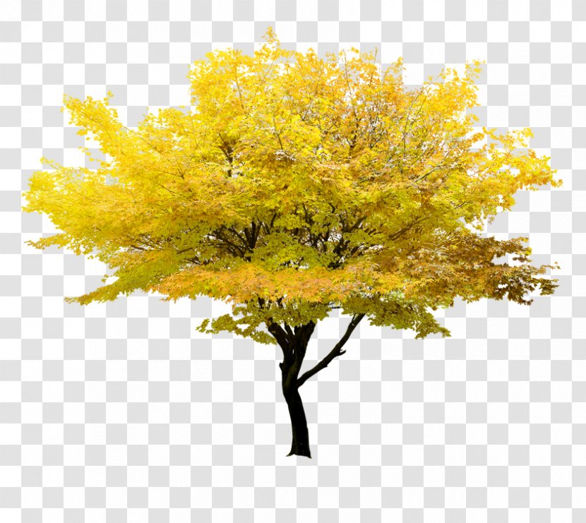 Twig Tree Yellow Maple Transparent PNG