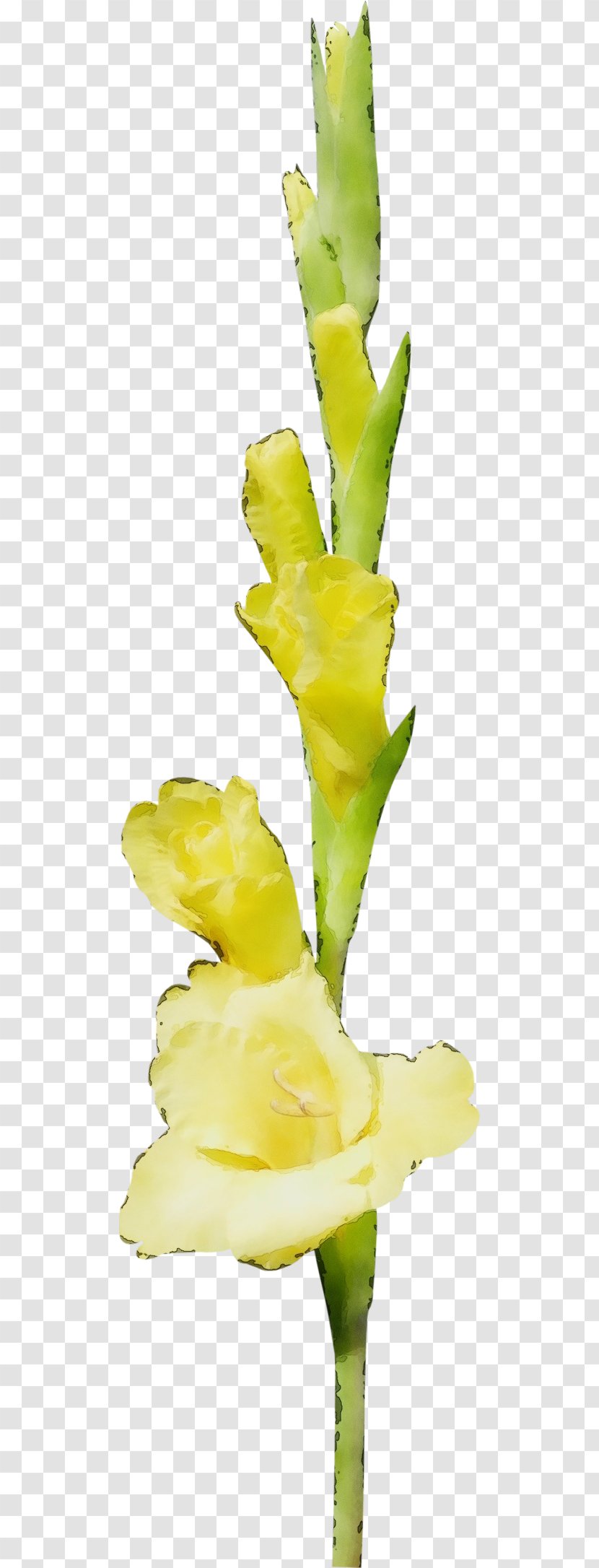 Flower Flowering Plant Yellow Gladiolus - Iris Family - Cut Flowers Stem Transparent PNG