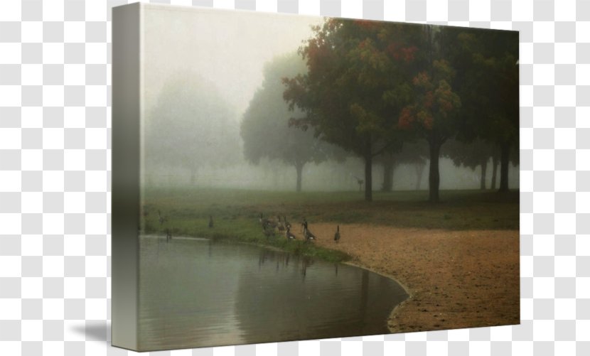 Water Resources Stock Photography Picture Frames Tree - Mist Transparent PNG