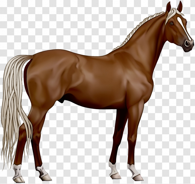 Horse Animal Figure Sorrel Mare Mane Transparent PNG