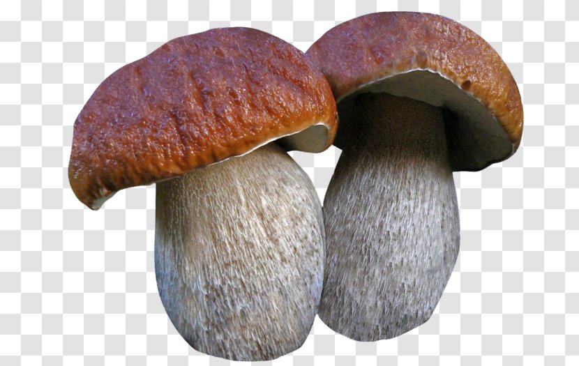 Boletus Edulis Fungus Edible Mushroom Poisonous - Shiitake Transparent PNG