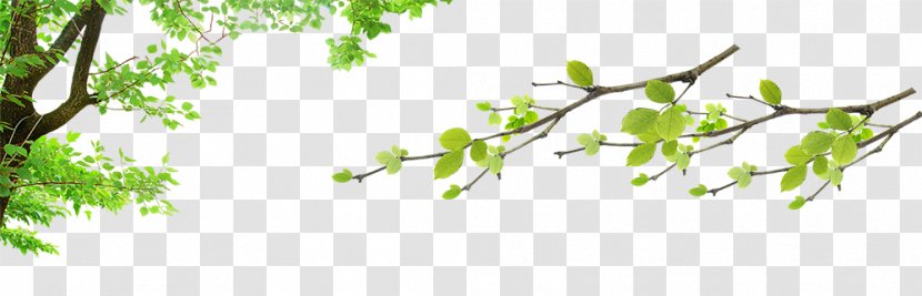 Fundal Download If(we) - Communicatiemiddel - Green Leaves Transparent PNG