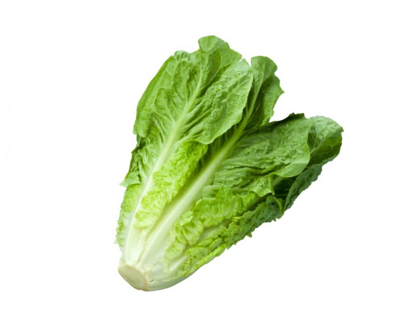 Celtuce Organic Food Romaine Lettuce Caesar Salad Leaf Vegetable Transparent PNG