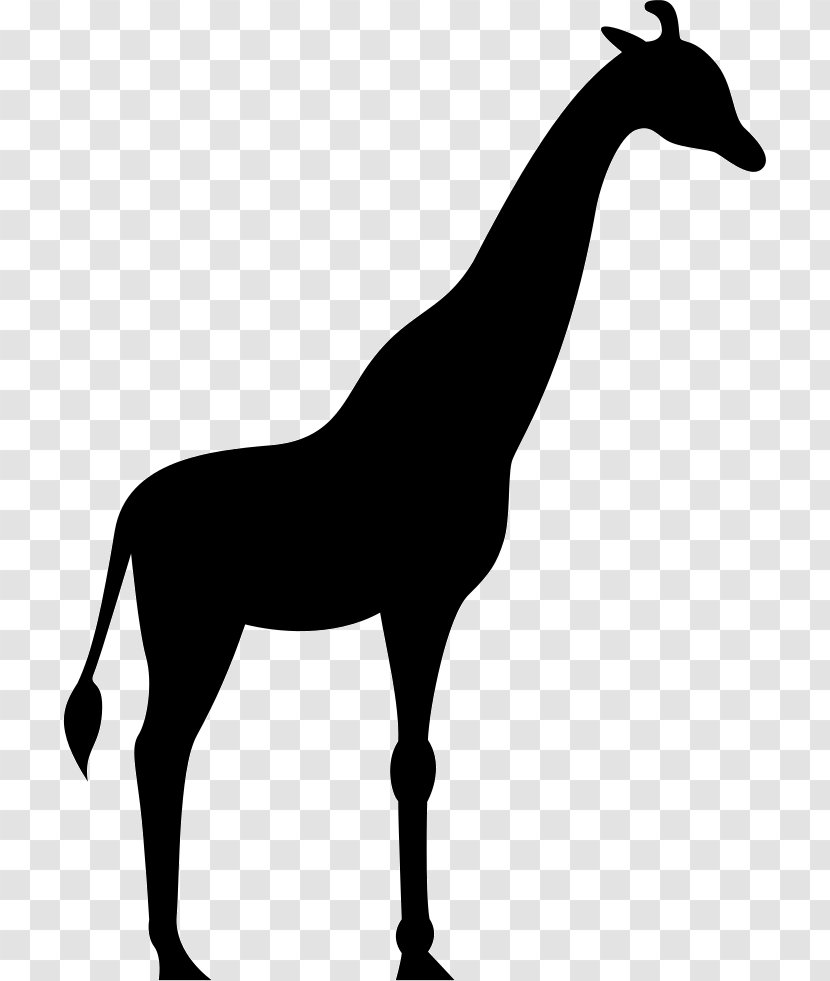 Black And White Terrestrial Animal Mammal - Horse Transparent PNG