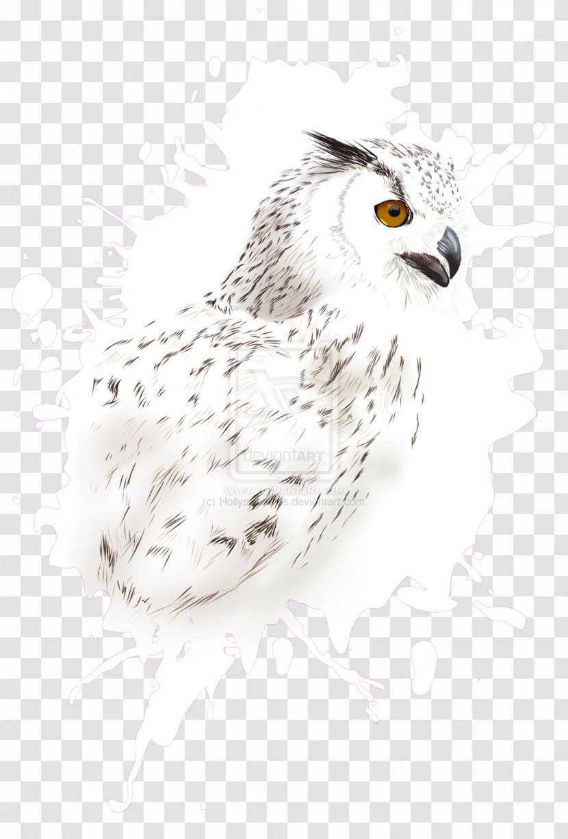 Owl Drawing Hawk /m/02csf Beak Transparent PNG