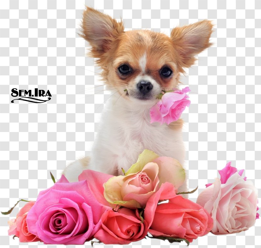 Puppy Cavalier King Charles Spaniel Havanese Dog Chihuahua Cat - Love Transparent PNG