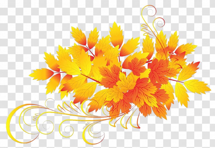 Orange - Yellow - Petal Cut Flowers Transparent PNG