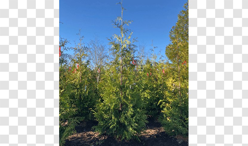 Larch Spruce Tree Leyland Cypress Arborvitae - Vegetation Transparent PNG