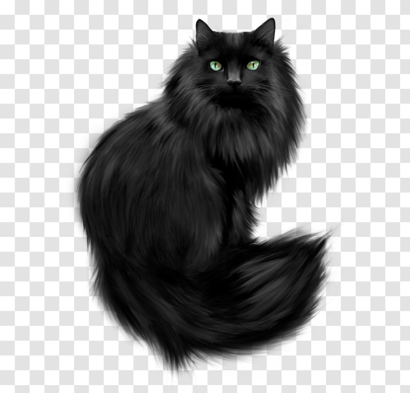 Norwegian Forest Cat Persian Kitten Feral - Black Transparent PNG