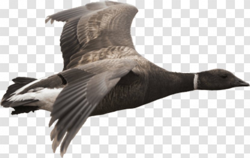 Canada Goose Duck Grey Geese - Brant Transparent PNG