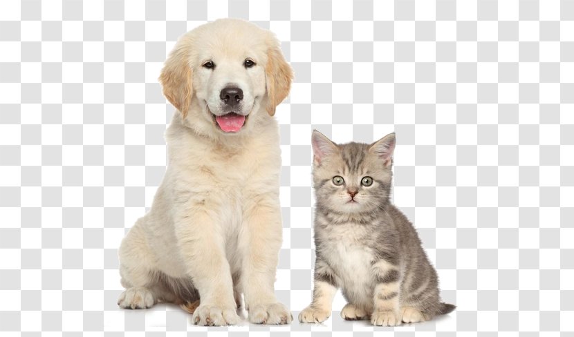 Dogu2013cat Relationship Pet Sitting - Whiskers - Cute Cats And Dogs Transparent PNG