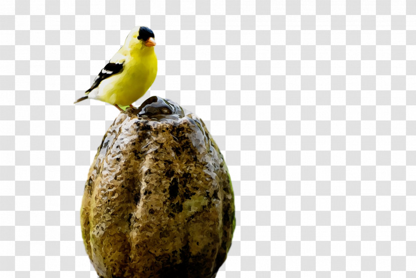 Birds Bird Food Finches Beak Biology Transparent PNG