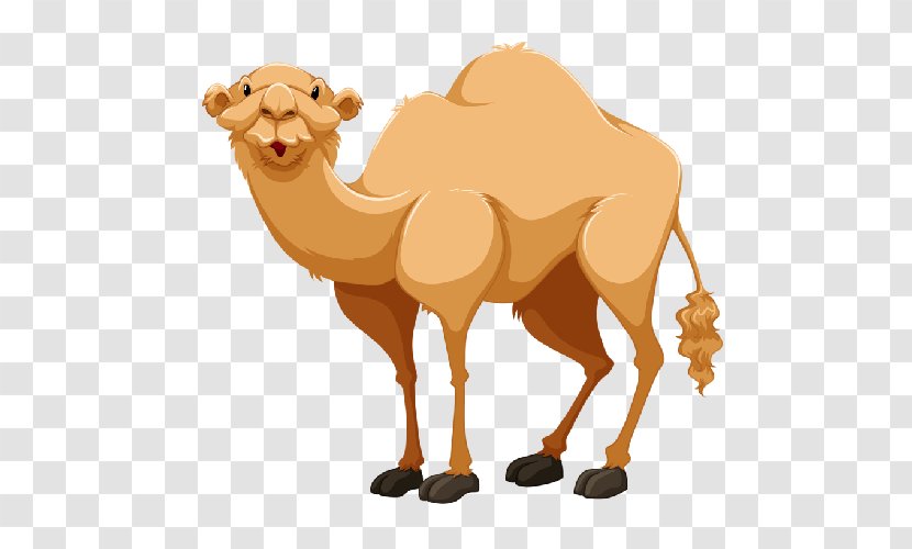 Clip Art Bactrian Camel Dromedary Openclipart - Neck - Cartoon Transparent PNG