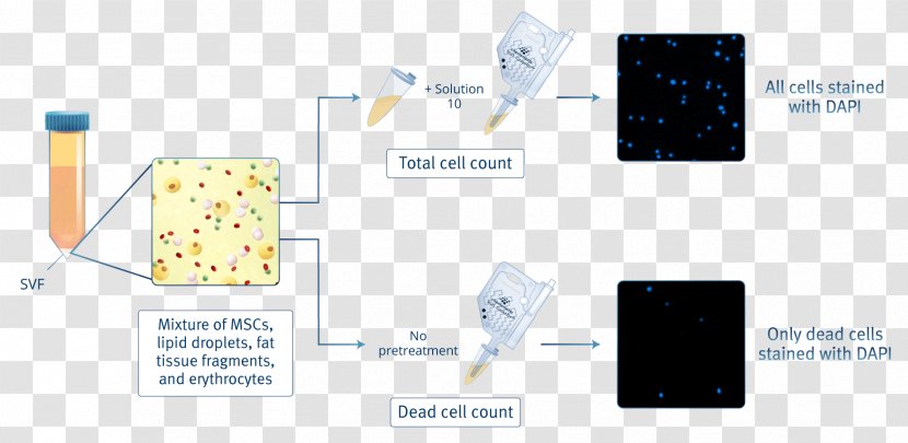 Mesenchymal Stem Cell Counting Adipose Tissue - Text - Green Allogeneic Cancer Transparent PNG