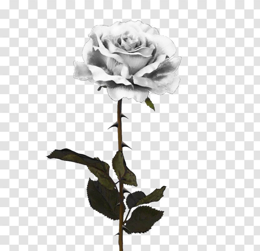 Black Rose Clip Art - Symbol - White Roses Transparent PNG