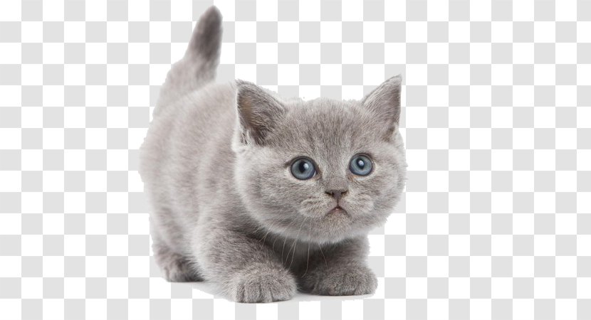 British Shorthair Abyssinian Kitten Wallpaper - Whiskers - Cute Gray Transparent PNG