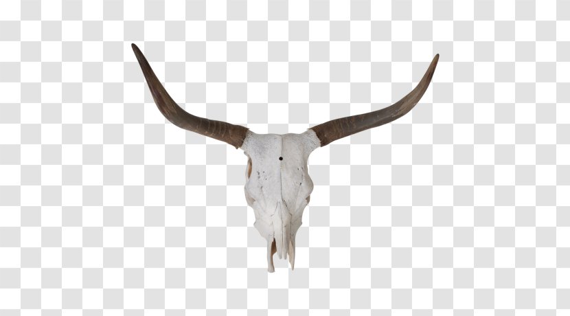Texas Longhorn English Fleckvieh Zebu Goat - Cattle Transparent PNG