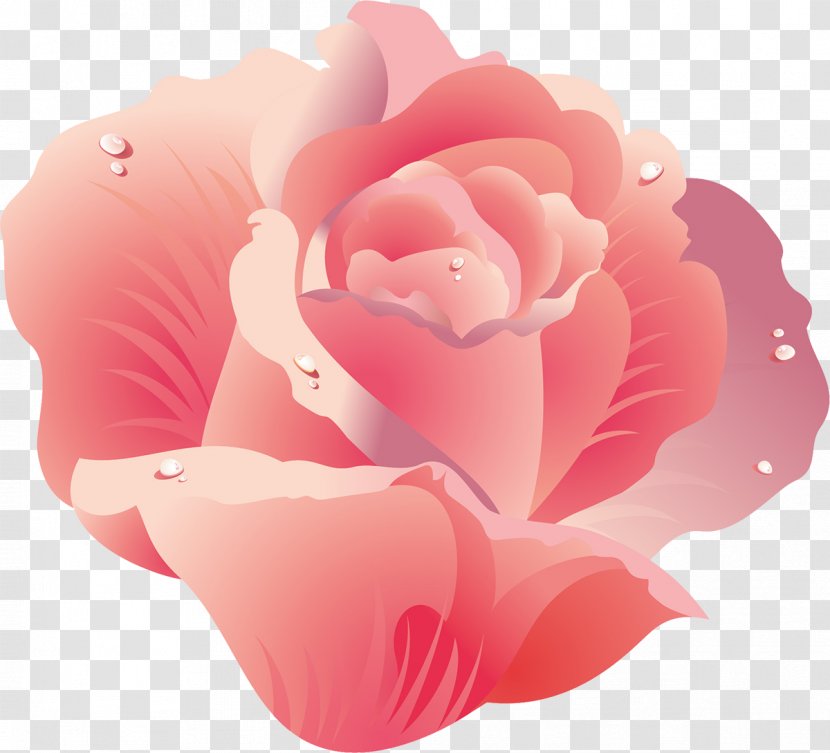 Centifolia Roses Garden Rosaceae Cut Flowers Peach - Pink - Rose Transparent PNG