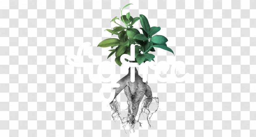 Branch Weeping Fig Fiddle-leaf Tree Digital - Fiddleleaf Transparent PNG