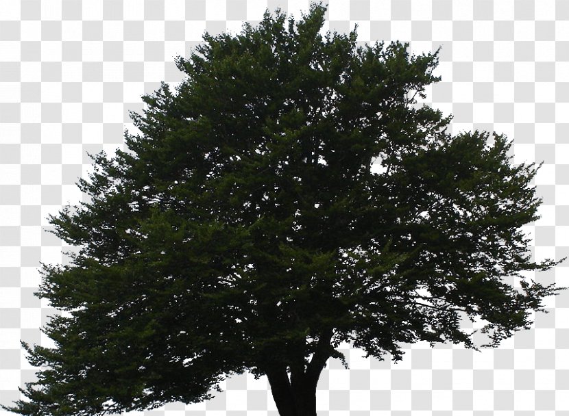 Spruce European Beech Tree Fir Beechnut - Mate Transparent PNG