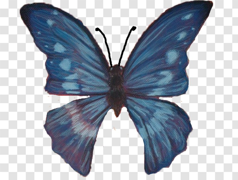Brush-footed Butterflies Butterfly Gossamer-winged Moth Art Transparent PNG