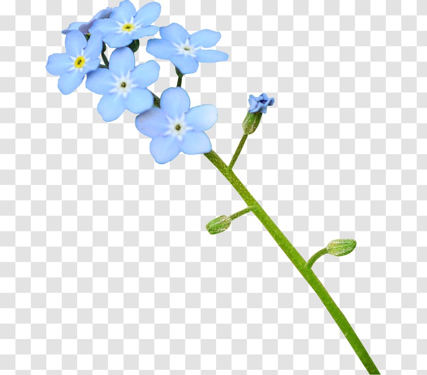 Blue - Borage Family - Design Transparent PNG