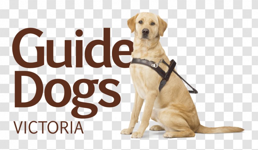 Guide Dogs Victoria Pet Insurance - Retriever - Dog Transparent PNG