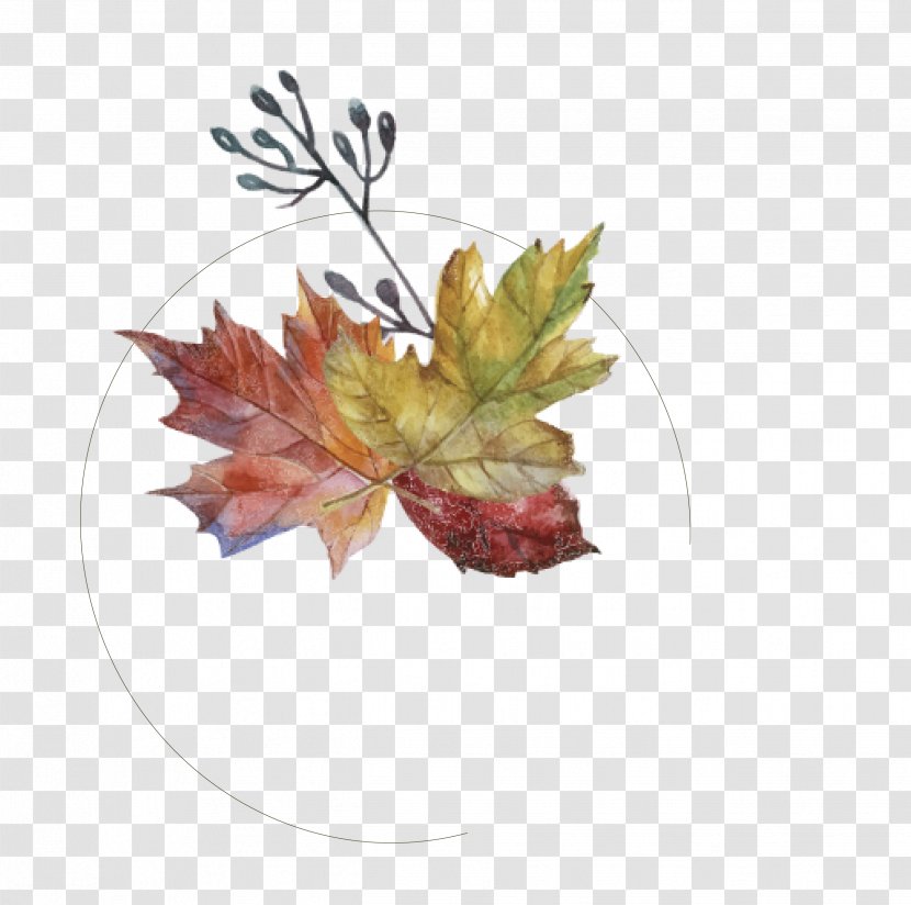 Maple Leaf Autumn - Flowering Plant - Hand Painted Leaves Transparent PNG