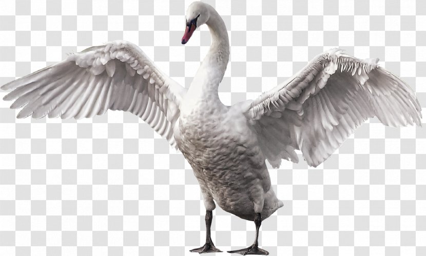 Mute Swan Bird Goose Gray Wolf Horse - Waterfowl - Beautiful Transparent PNG