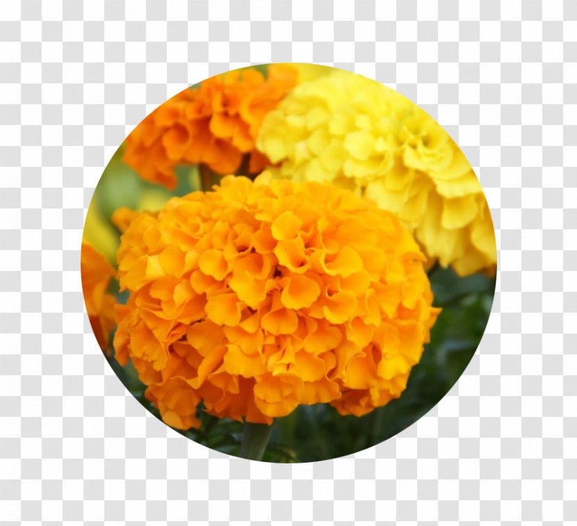 Mexican Marigold Flower Seed Pot Chrysanthemum Transparent PNG