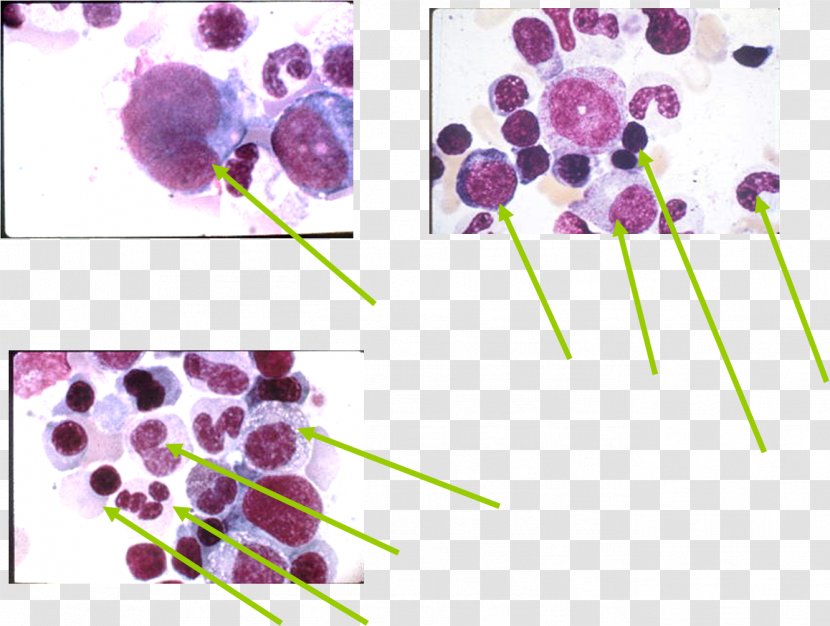 Flowering Plant Promyelocyte - Organism - Schwann Cell Transparent PNG
