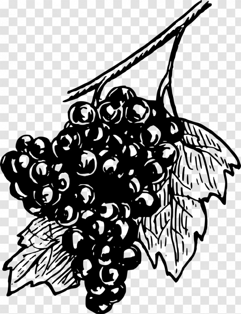 Common Grape Vine Wine Drawing Clip Art - Monochrome Transparent PNG