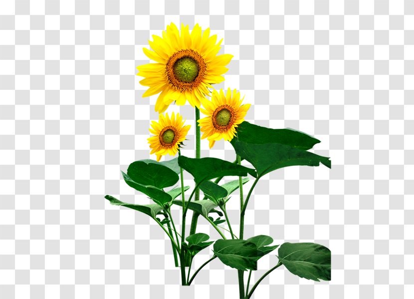 Common Sunflower Seed Student Movement - Cut Flowers - Flower Transparent PNG