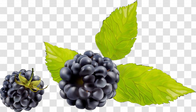 Blackberry Boysenberry Dewberry Fruit Bilberry - Rubus - Grape Transparent PNG