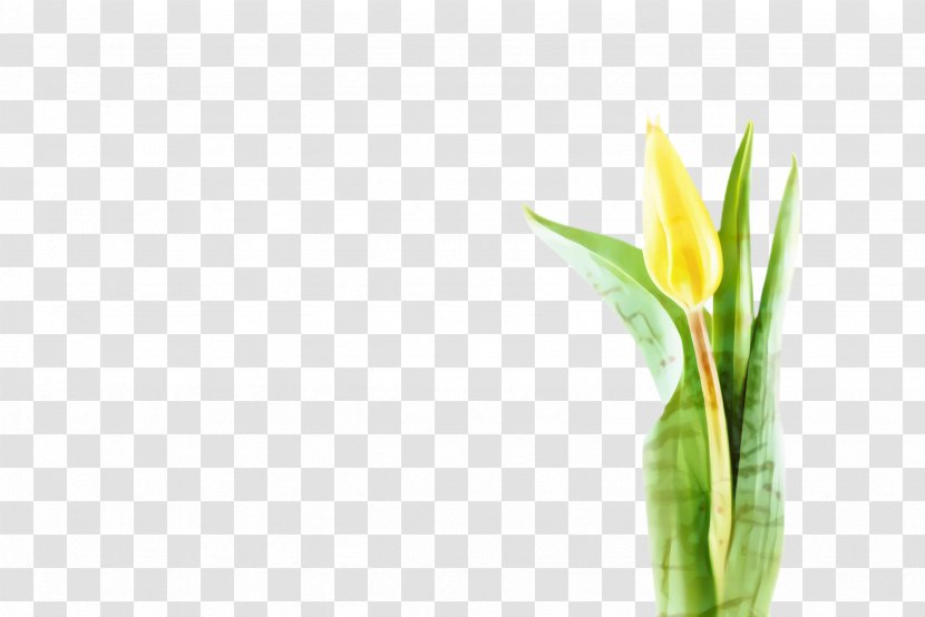 Flowers Background - Closeup - Lily Family Iris Transparent PNG