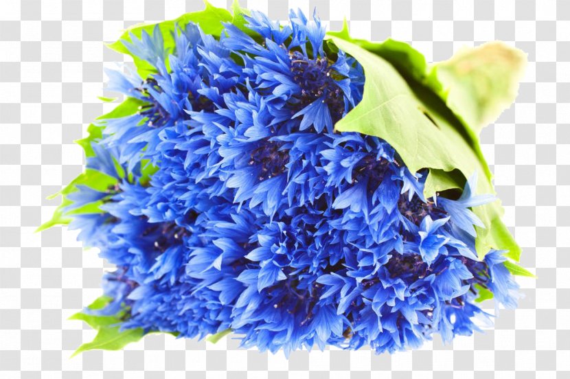 Cornflower Blue Flower Bouquet Stock Photography Illustration - A Of Cornflowers Transparent PNG