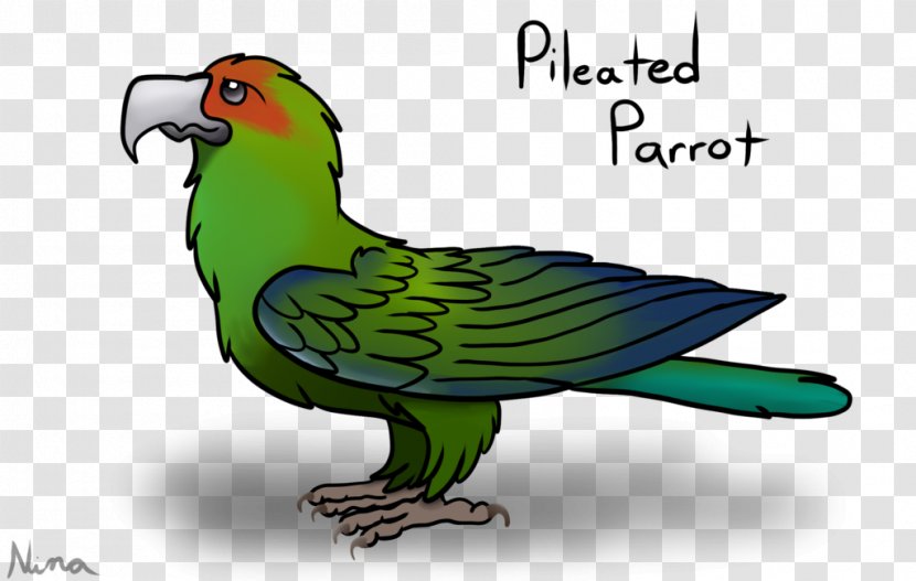Macaw Parakeet Graphics Feather Beak - Perico Transparent PNG