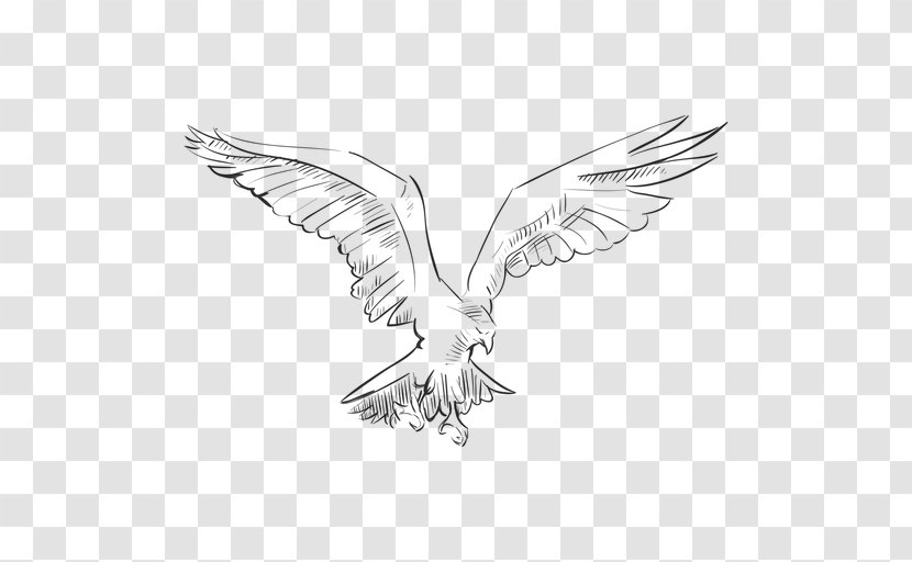 Eagle Bird Drawing - Vexel Transparent PNG
