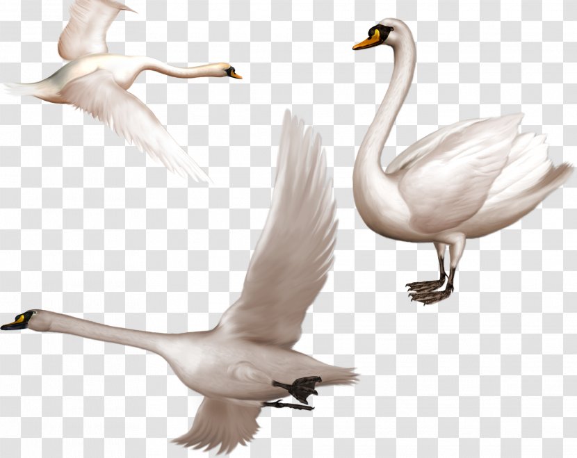 Cygnini Bird Clip Art - Beak - White Swan Transparent PNG