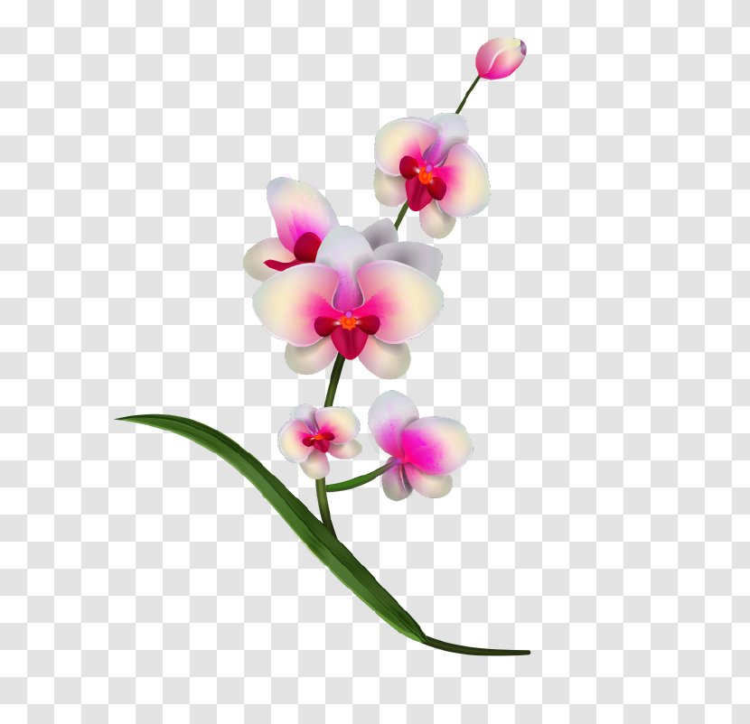 Orchids Clip Art - Green - Realistic Vector Transparent PNG