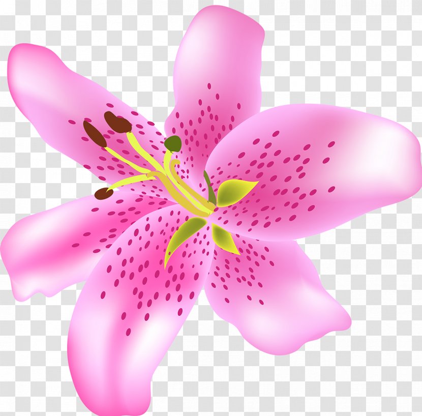 Flower Petal Art Plant - Pink - Satin Transparent PNG