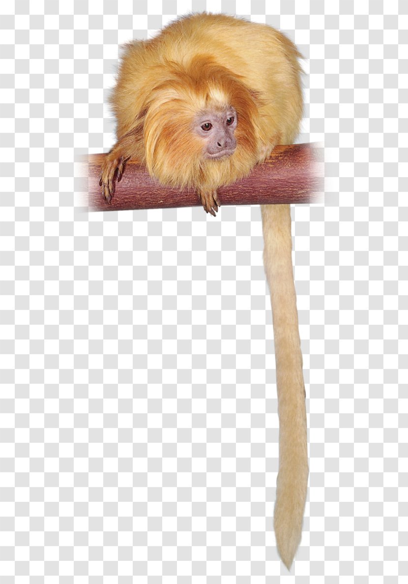 Golden Lion Tamarin Primate Capuchin Monkey Mandrill - Cottontop - Large Flowers Transparent PNG