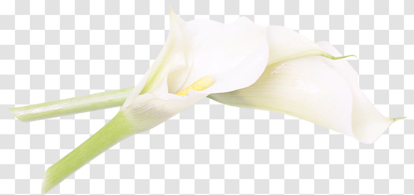 Calas Cut Flowers Plant Stem Petal Close-up - White - Flowering Transparent PNG