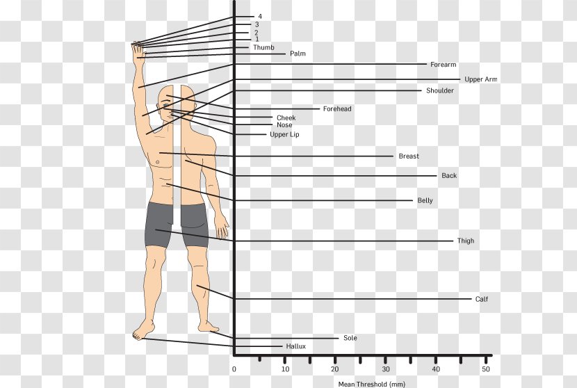 Product Design Document Abdomen Muscle - Tree Transparent PNG