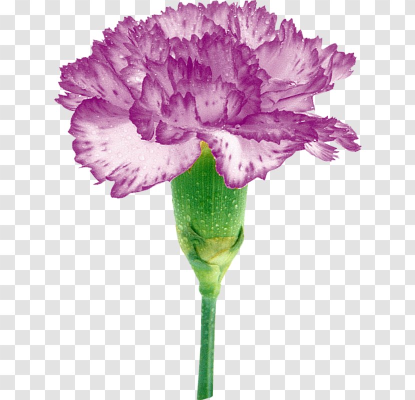 Carnation Cut Flowers Rengârenk Petal - Plant Stem - Flower Transparent PNG