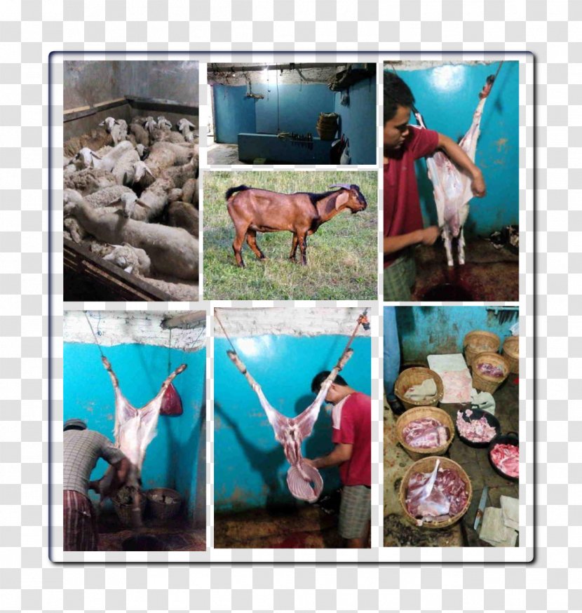 Goat Layanan Aqiqah Solo Solehaqiqah Qurbani Sheep - Surakarta Transparent PNG